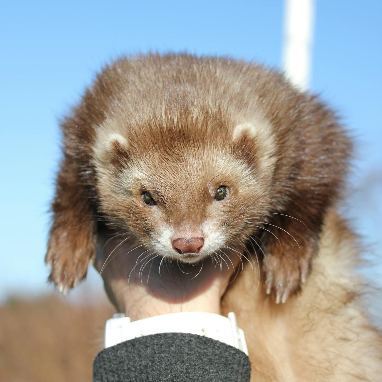 close up of a cute brown ferret facing camera