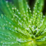 water droplets on green leaf plant