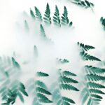 green leaf plant covered with white smoke